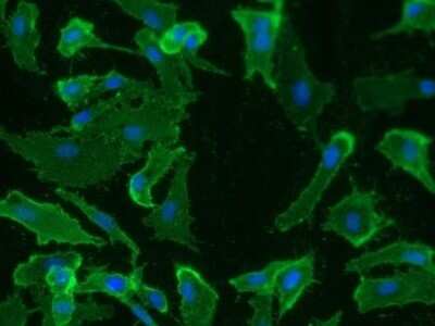 Immunocytochemistry/ Immunofluorescence: Podoplanin Antibody (18H5) - Azide and BSA Free [NB600-1013]