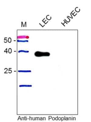 Western Blot: Podoplanin Antibody (18H5)Azide and BSA Free [NB600-1013]