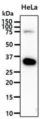 Western Blot: Podoplanin Antibody (56F7)BSA Free [NBP2-59445]