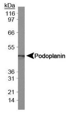 Western Blot: Podoplanin Antibody (8.1.1)Azide and BSA Free [NBP2-80916]