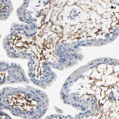 Immunohistochemistry-Paraffin: Podoplanin Antibody [NBP1-90211]