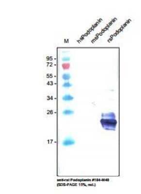 Western Blot: Podoplanin Antibody (LF3/B7/D5B27)Azide and BSA Free [NBP2-80915]