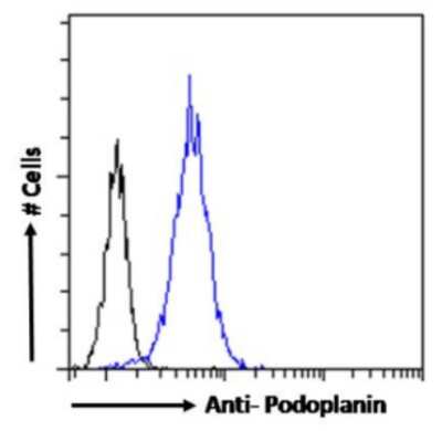 Flow Cytometry: Podoplanin Antibody (PMab-1) - Chimeric - Azide and BSA Free [NBP3-11971]