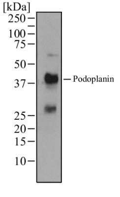 Western Blot: Podoplanin Antibody (pmab-1)BSA Free [NBP2-03955]