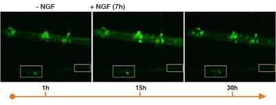 Live Imaging Microscopy: pSIVA Apoptosis Detection Kit [NBP2-29382]