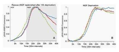 Live Imaging Microscopy: pSIVA Apoptosis Detection Kit [NBP2-29382]