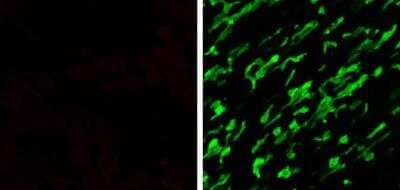 Live Imaging Microscopy: pSIVA Apoptosis Detection Kit [NBP2-29382]