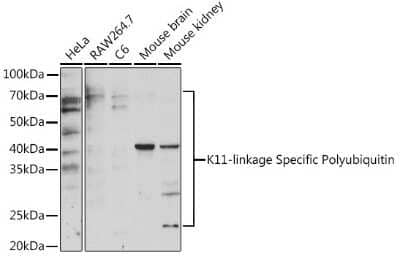 Western Blot: Poly-Ubiquitin AntibodyK11 LinkageAzide and BSA Free [NBP3-05681]