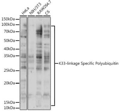 Western Blot: Poly-Ubiquitin AntibodyK33 LinkageAzide and BSA Free [NBP3-05656]