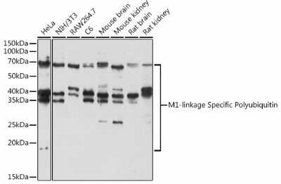 Western Blot: Poly-Ubiquitin AntibodyM1 LinkageAzide and BSA Free [NBP3-05631]