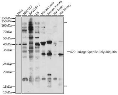 Western Blot: Poly-Ubiquitin AntibodyK29 LinkageAzide and BSA Free [NBP3-05664]