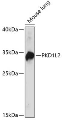 Western Blot: Polycystic kidney disease protein 1-like 2 AntibodyAzide and BSA Free [NBP2-95149]