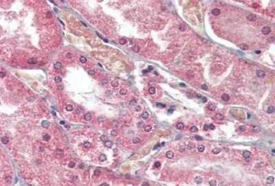 Immunohistochemistry-Paraffin: Polycystin-1/PKD1 Antibody [NBP1-52552]