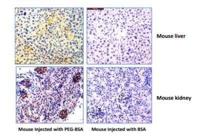 Immunohistochemistry: Polyethylene Glycol Antibody (RM105) [NBP2-77399]