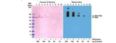 Western Blot: Polyethylene Glycol Antibody (RM105) [NBP2-77399]