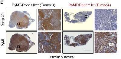 Immunohistochemistry: Polyoma Virus, Medium T Antigen Antibody (PyMT) - Azide and BSA Free [NBP2-80918]