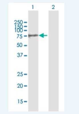 Western Blot: Polypeptide GalNac Transferase 10/GALNT10 Antibody [H00055568-B01P-50ug]