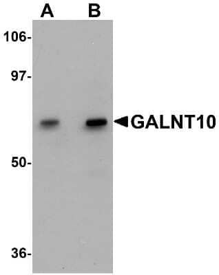 Western Blot: Polypeptide GalNac Transferase 10/GALNT10 AntibodyBSA Free [NBP1-77058]