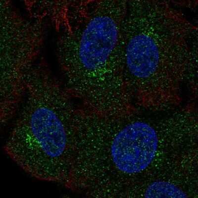 Immunocytochemistry/ Immunofluorescence: Polypeptide GalNac Transferase 4/GALNT4 Antibody [NBP2-55959]