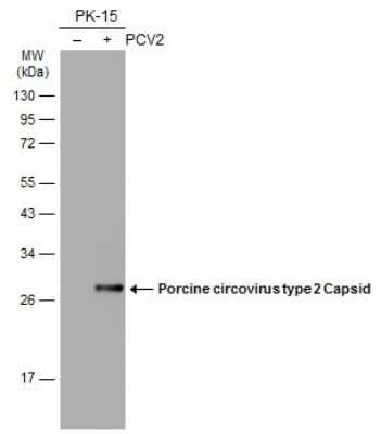 Western Blot: Porcine Circovirus 2 Capsid Antibody (GT863) [NBP3-13603]