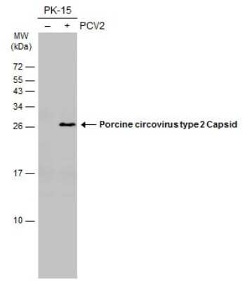 Western Blot: Porcine Circovirus 2 Capsid Antibody (GT972) [NBP3-13604]