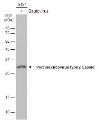 Western Blot: Porcine Circovirus 2 Capsid Antibody [NBP3-12878]