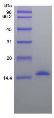 SDS-PAGE: Recombinant Porcine IL-2 Protein [NBP2-35231]