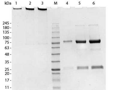 SDS-PAGE: Porcine IgM Isotype Control [NBP1-96788]