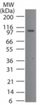 Western Blot: Porimin Antibody [NB100-56371]