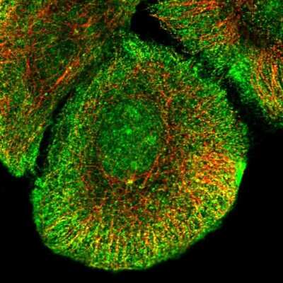 Immunocytochemistry/ Immunofluorescence: Potassium Channel Kv2.2 Antibody [NBP2-57427]