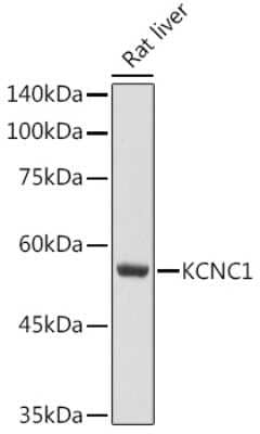 Western Blot: Potassium Channel Kv3.1 AntibodyAzide and BSA Free [NBP3-16151]