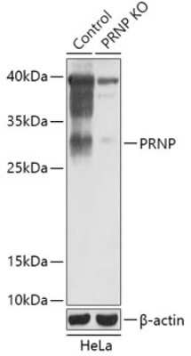 Knockout Validated: PrPC Antibody - Azide and BSA Free [NBP3-03595]