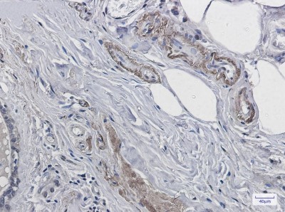Immunohistochemistry-Paraffin: PrPC Antibody (S03-2E2) [NBP3-19967]