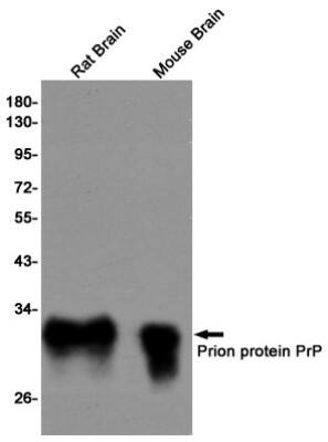 Western Blot: PrPC Antibody (S03-2E2) [NBP3-19967]