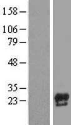 Western Blot: Cerebellin-1/Precerebellin Overexpression Lysate [NBL1-08739]