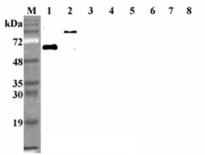 Western Blot: DLL1 Antibody (D1L165-6)Azide and BSA Free [NBP2-80048]