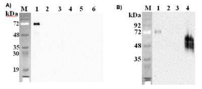 Western Blot: Pref-1/DLK1/FA1 Antibody (PF105B)Azide and BSA Free [NBP2-80044]