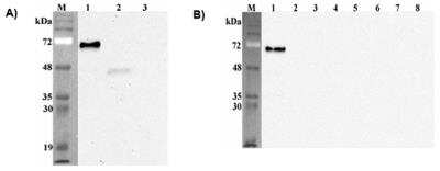 Western Blot: Pref-1/DLK1/FA1 Antibody (PF13-3)Azide and BSA Free [NBP2-80046]