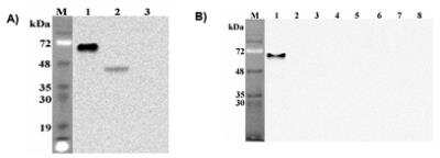 Western Blot: Pref-1/DLK1/FA1 Antibody (PF299-1)Azide and BSA Free [NBP2-80047]