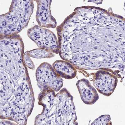 Immunohistochemistry-Paraffin: Pregnancy specific beta 1 glycoprotein 11 Antibody [NBP1-87795]