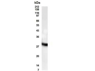 Western Blot: Presenilin-1 AntibodyBSA Free [NB200-130]