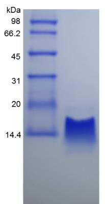 SDS-PAGE: Recombinant Rhesus Macaque CXCL10/IP-10/CRG-2 Protein [NBP2-35317]