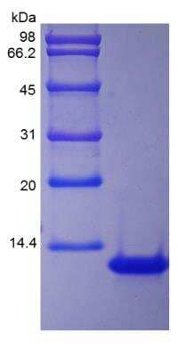 SDS-PAGE: Recombinant Rhesus Macaque CXCL8/IL-8 Protein [NBP2-35316]