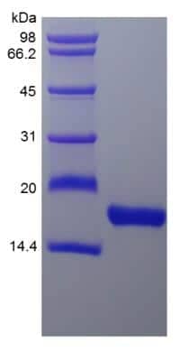 SDS-PAGE: Recombinant Rhesus Macaque Flt-3 Ligand/FLT3L Protein [NBP2-35284]