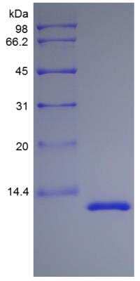 SDS-PAGE: Recombinant Rhesus Macaque IL-13 Protein [NBP2-35301]