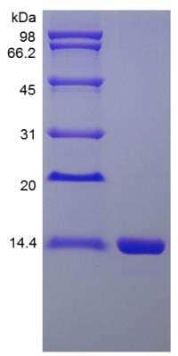 SDS-PAGE: Recombinant Rhesus Macaque IL-16 Protein [NBP2-35303]