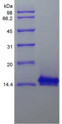 SDS-PAGE: Recombinant Rhesus Macaque IL-4 Protein [NBP2-35309]