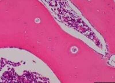 Immunohistochemistry-Paraffin: Primate Multi-Organ Tissue MicroArray (Normal) [NBP2-30186]