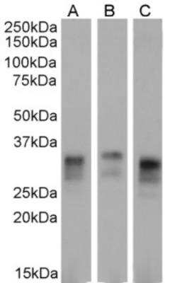 Western Blot: PrPSc Antibody (3F4)Azide and BSA Free [NBP2-81078]