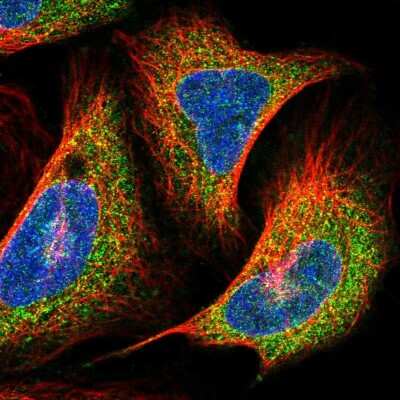 Immunocytochemistry/ Immunofluorescence: PrPC Antibody [NBP2-38508]